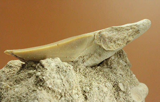 ザメはなぜ歯化石ばかりが残るのか？珍しい母岩付き、オトダス歯化石（その8）