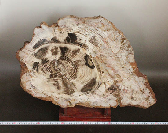 悠久の時を経て、芸術品として現代に蘇った！60センチを超える巨木の美麗珪化木/古生代ペルム紀（2億8900万 -- 2億5100万年前）【ot1028