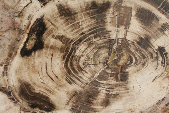 悠久の時を経て、芸術品として現代に蘇った！60センチを超える巨木の美麗珪化木/古生代ペルム紀（2億8900万 -- 2億5100万年前）【ot1028】