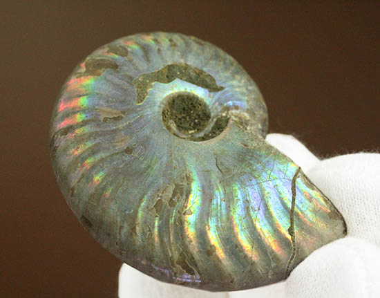 ザ・レインボー！青を中心に七色に輝く、白亜紀の光るアンモナイト(Ammonite)/中生代白亜紀（1億3500万 -- 6500万年前）【an1137】
