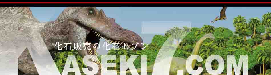 化石販売の化石セブン