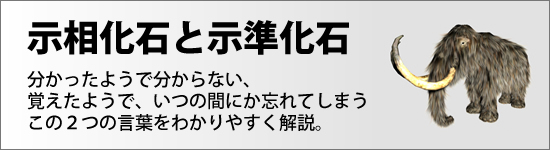 示相化石と示準化石