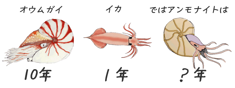 アンモナイトの寿命。アンモナイトは何歳まで生きたか？