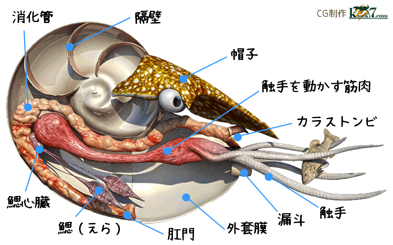 アンモナイトの内部の想像図