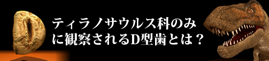 ティラノサウルス科のみに見られる前上顎骨歯のD型形状とは？