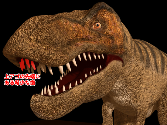 ティラノサウルス科の前上顎骨歯の位置