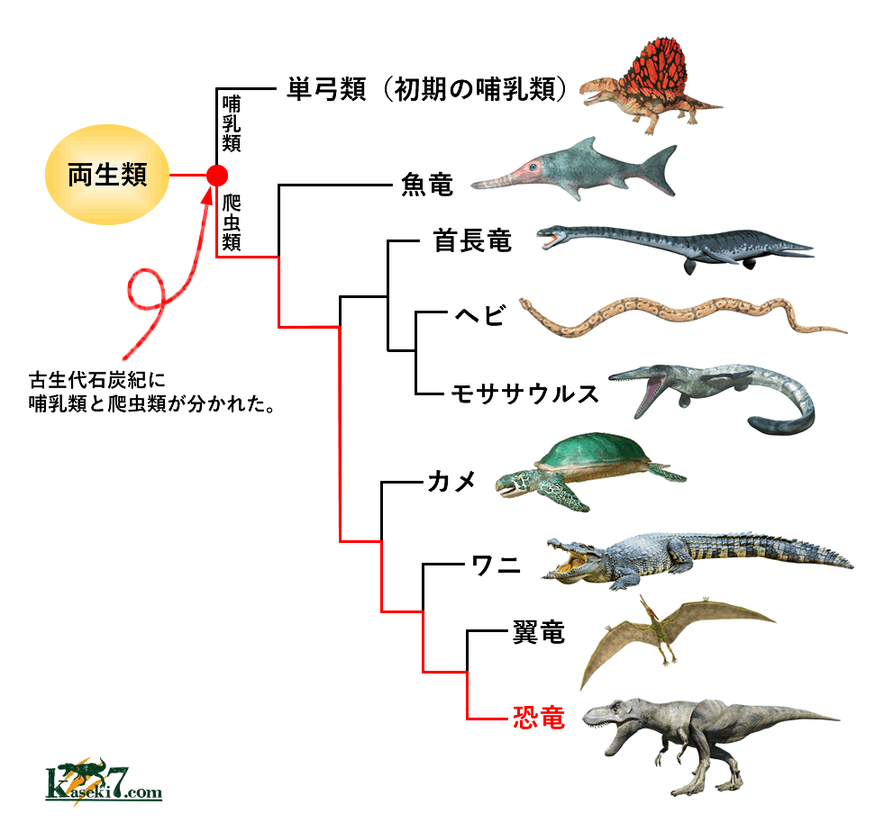 恐竜はどこから来たか？（恐竜進化の起源） | 恐竜化石に関するコラム