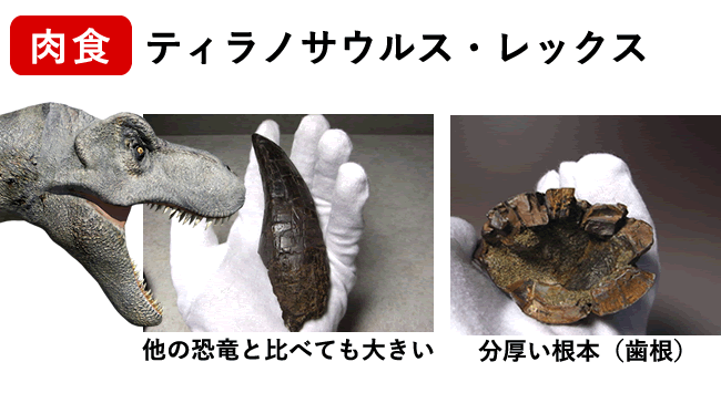 恐竜の歯 [DS196] トロオドン 化石