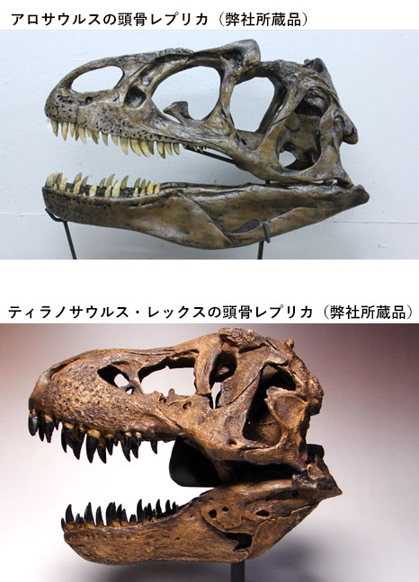 ティラノサウルスとアロサウルスの頭骨の厚みの違いを示す比較写真