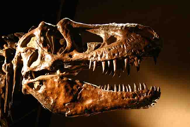 ティラノサウルスの鋭い歯列