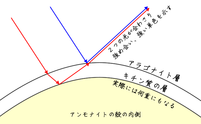 アンモナイトの殻におけるイリデッセンス