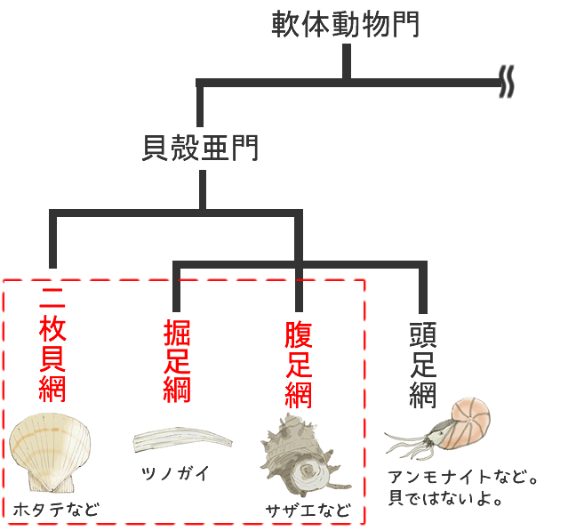 の進化の歴史とおおまかな分類