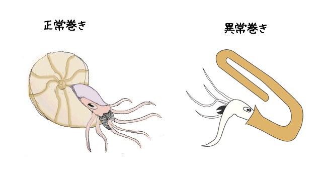 正常巻きと異常巻きの違い