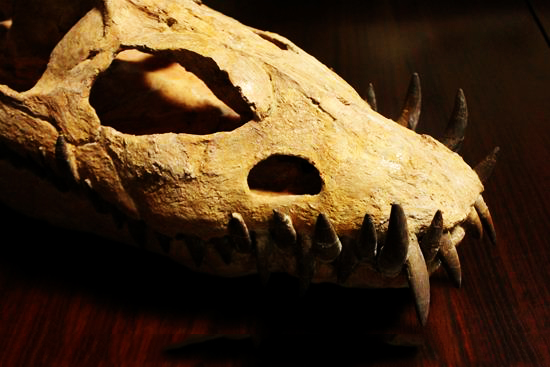 エラスモサウルス　乱喰い歯