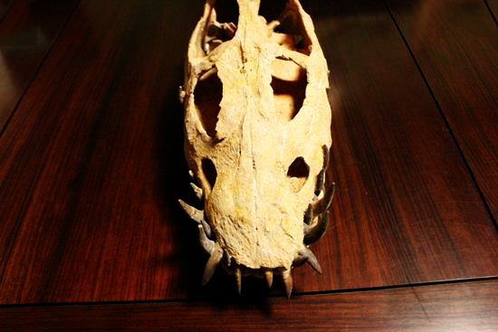 エラスモサウルス 乱喰い