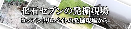 ”かたち”から学ぶ、アンモナイトのなかまたち