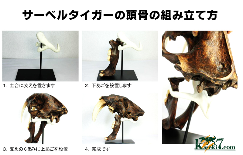 サーベルタイガーの頭骨の組み立て方