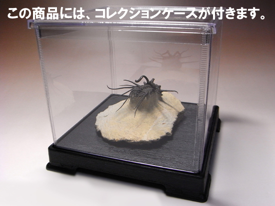 コレクションケース