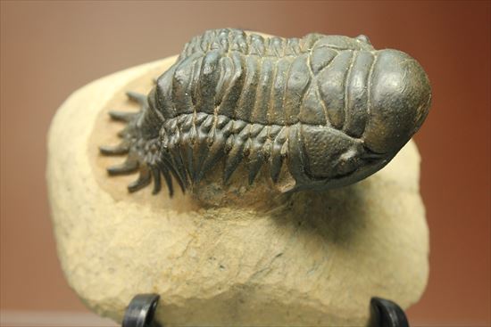 新着化石 三葉虫クロタロセファルス・ギブス（Crotalocephalus gibbs） | 化石セブンの最新情報