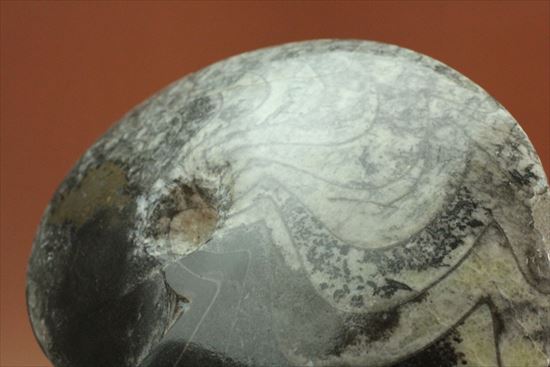 お客様の声 化石セブンの最新情報