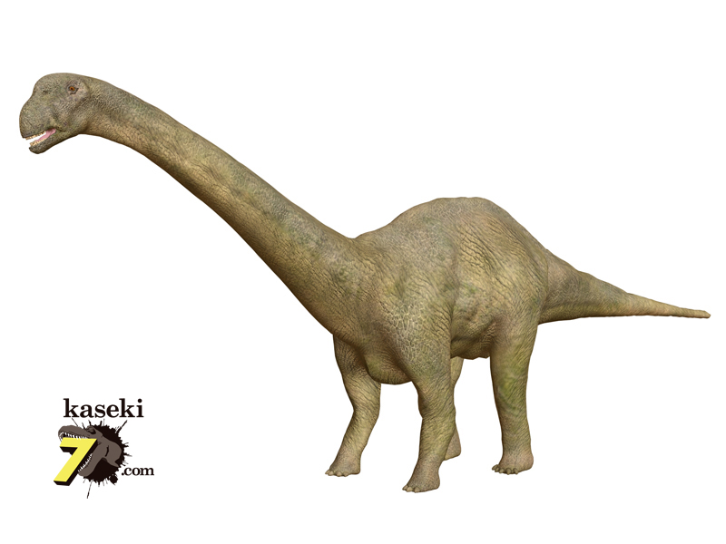 恐竜の赤ちゃん歯 化石セブンの最新情報