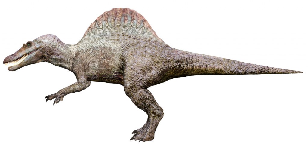 スピノサウルスの尾椎骨化石 化石セブンの最新情報