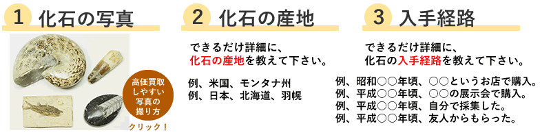 化石の高価買取３つのポイント