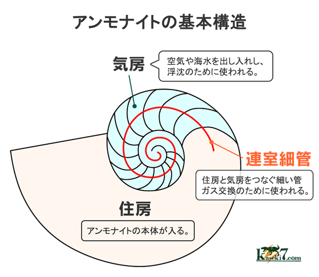 アンモナイトの基本構造