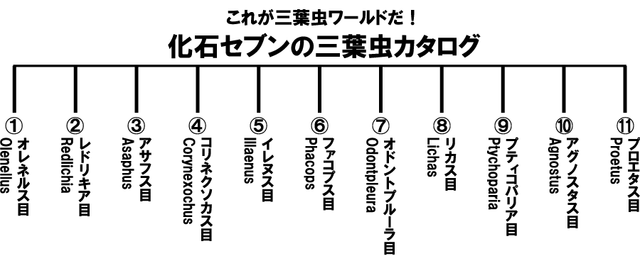 三葉虫　販売