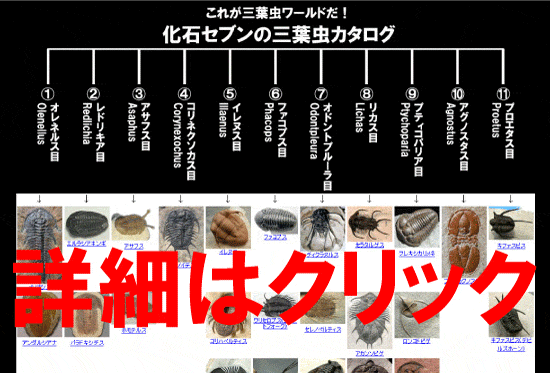 三葉虫 種類 分類 販売