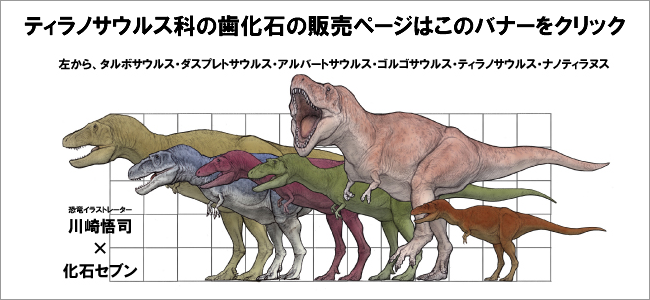 ティラノサウルス科の恐竜の販売バナー