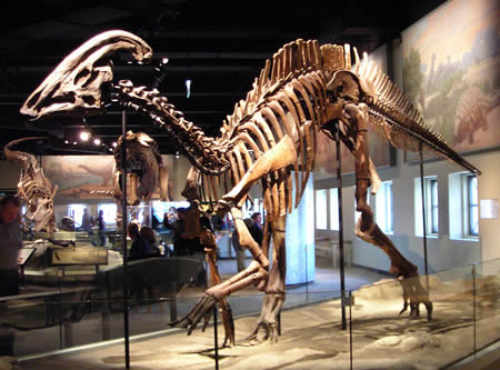 これぞパーフェクトワン！エドモントサウルスの脊椎骨化石 
