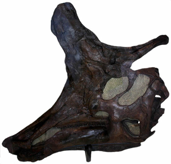 ランベオサウルスの頭骨化石