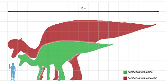 ランベオサウルスと人間のサイズの比較