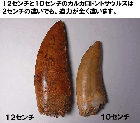 カルカロドントサウルスの歯化石