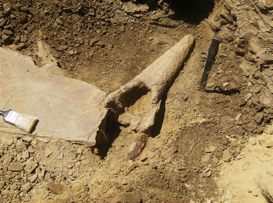 トリケラトプスの角の化石が現れました