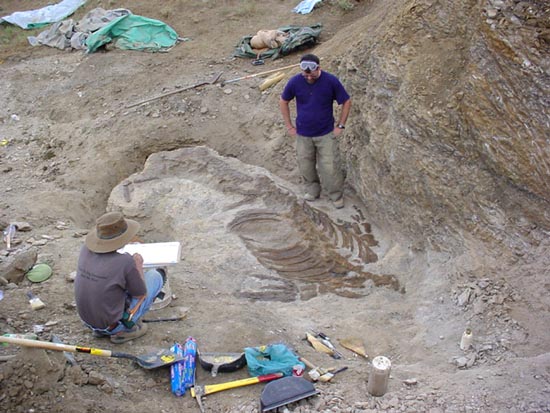 モササウルスの化石の全体像が見えてきた