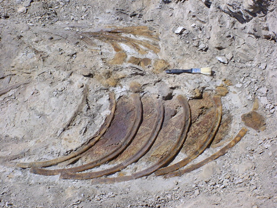 モササウルスアバラ骨の化石