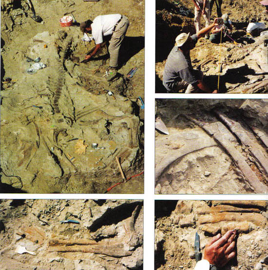 ハドロサウルスの発掘現場２