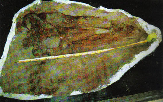 ハドロサウルスの頭部骨格標本