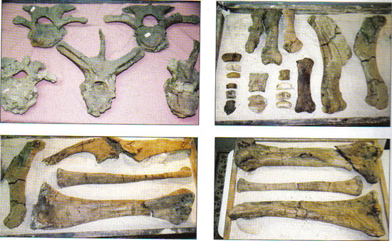 ハドロサウルスの各種骨化石