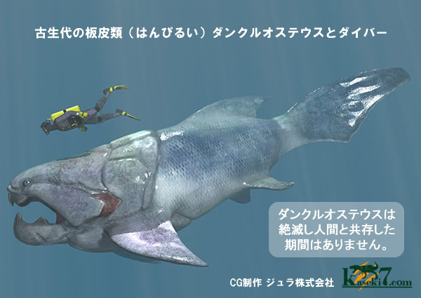 アメリカ魚化石、ゴシウテクティス(Gosiutichthys) 化石 販売