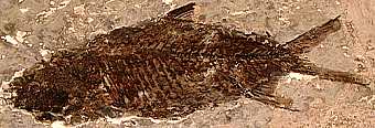 魚　化石