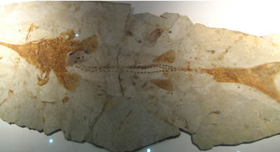 魚　化石