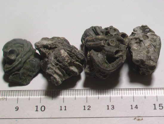 チューブワーム | 恐竜、古生物、隕石、鉱物図鑑 化石セブン