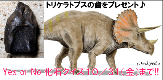 化石　クイズ　プレゼント