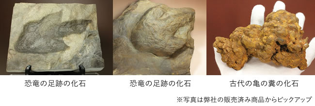 生痕化石の一例