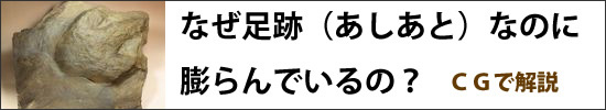 なぜ足跡なのに膨らんでいる化石があるのか？