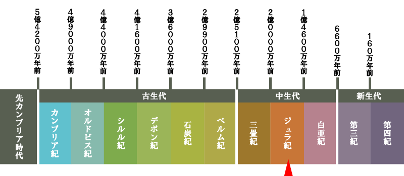 最良の保存状態で見つかった始祖鳥のレプリカ標本 レプリカ 販売