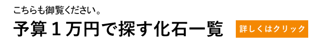 予算1万円で探す化石一覧